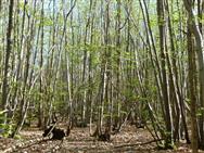 Click to view more details