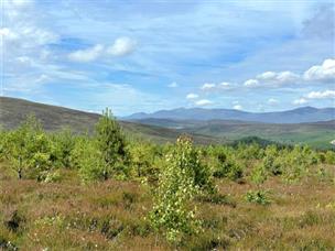 127.2 Acres, Fanblair Woodland, Kiltarlity, Beauly, Highland, Iv4 